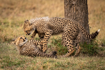 Two cheetah cubs play fighting beside tree