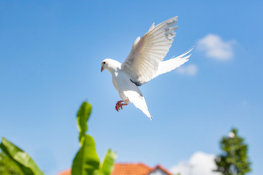 white feather homing pigeon bird flying against beautiful blue sky