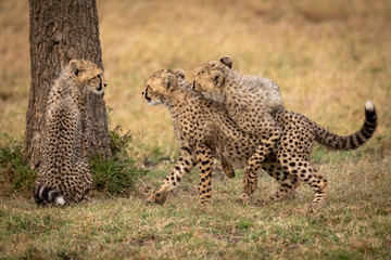 Two cheetah cubs wrestling beside one sitting