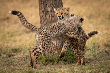 Two cheetah cubs wrestling by tree trunk