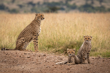 Two cubs on dirt track beside cheetah