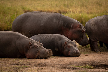 Two hippos standing and two lying down