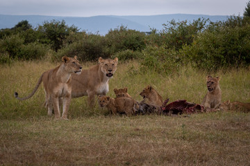 Two lionesses guard wildebeest carcase with cubs