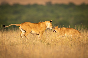 Two lionesses in long grass play fighting
