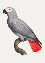 Obraz premium Congo grey parrot