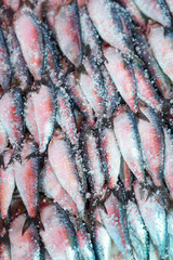 sardines in the fishmarket