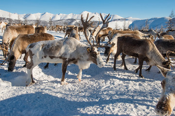 March 2018 .North of Yakutia. Russia. The traditional way of life of the indigenous peoples of the...