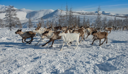 March 2018 .North of Yakutia. Russia. The traditional way of life of the indigenous peoples of the north.