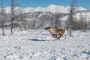 March 2018 .North of Yakutia. Russia. The traditional way of life of the indigenous peoples of the...