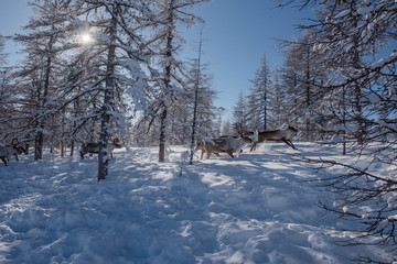 March 2018 .North of Yakutia. Russia. The traditional way of life of the indigenous peoples of the north.