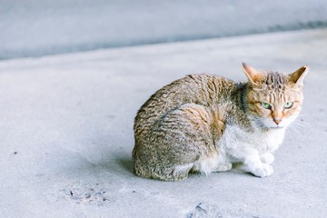 猫