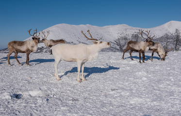 March 2018 .North of Yakutia. Russia. The traditional way of life of the indigenous peoples of the...