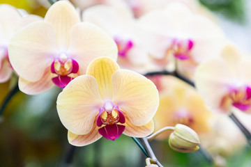 Orchid flower in orchid garden at winter or spring day. Phalaenopsis Orchid or Moth Orchid. - obrazy, fototapety, plakaty