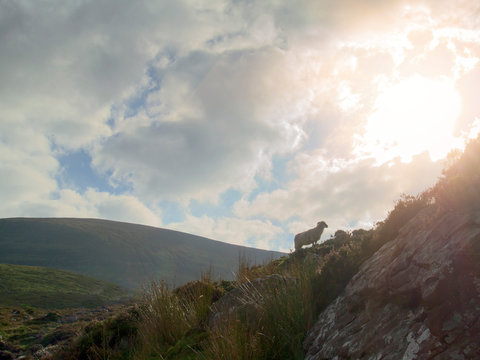Sheep standing on a slope of a mountain, back lit, cloudy sky, concept survive in hard conditions.