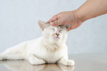 Hand playing with cat White kitten Portrait of Pure White Cat with eyes on Isolated Background, front view