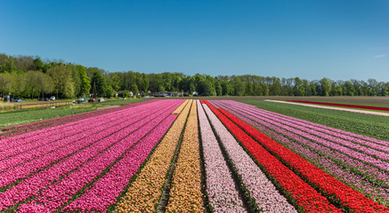 Fototapeta na wymiar Colorful tulips along a canal in Noordoostpolder