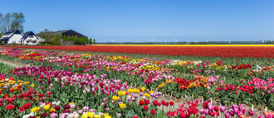 Panorama of vibrant colorful tulip flowers in Flevoland