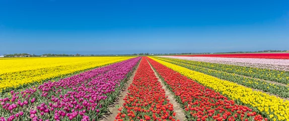 Fotobehang Panorama of a colorful tulips field in Noordoostpolder © venemama