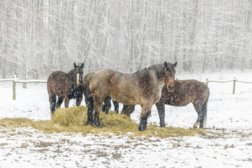 Winter scene with horses standing in a field in the snow while eating hay © Catstyecam