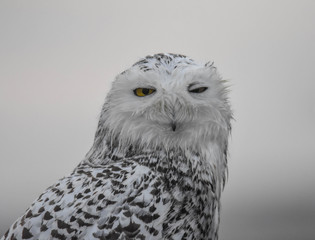 Obraz premium Snowy Owl - Westport, MA