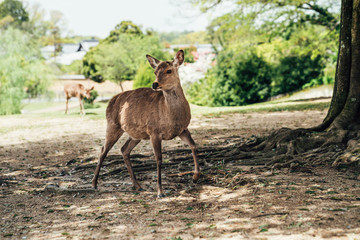 Wild deer in forest park in Japan