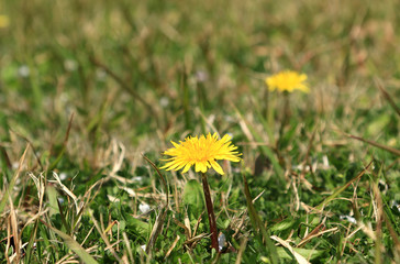 たんぽぽ　タンポポ　タンポポ満開　タンポポアップ