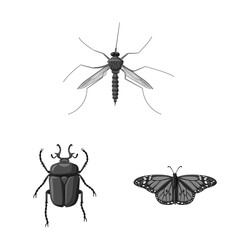 Isolated object of insect and fly icon. Set of insect and element stock symbol for web.