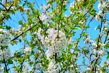 Fototapeta premium Pięknie kwitnąca gałąź drzewa. Cherry - Sakura i niebo z naturalnym kolorowym tłem. Witaj wiosno.