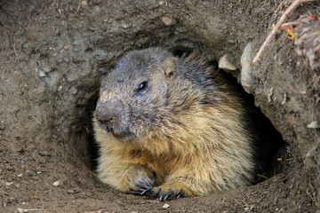 marmotta nel parco nazionale del Gran Paradiso