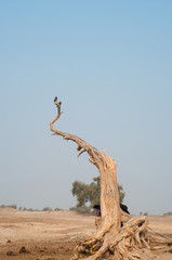 A bird on the dead tree in the desert 