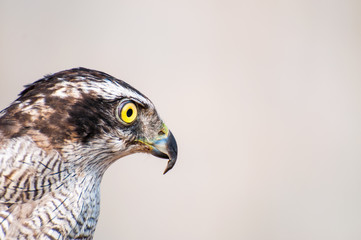 portrait of a falcon