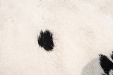 Hairy skin texture of the mammal 
