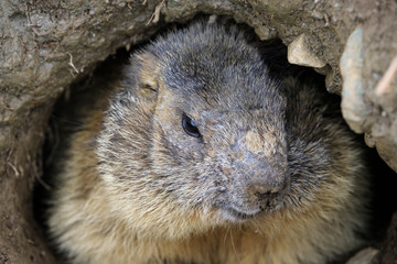marmotta nel parco nazionale del Gran Paradiso