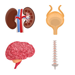 Vector design of body and human sign. Set of body and medical vector icon for stock.