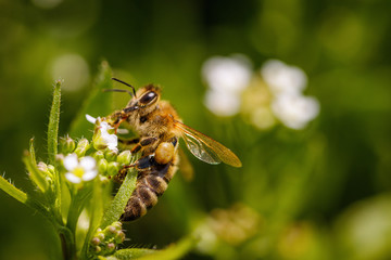 Bee on a white flower collecting pollen and gathering nectar to produce honey in the hive