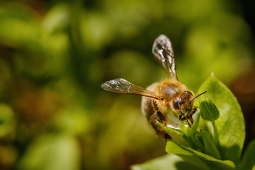 Bee on a white flower collecting pollen and gathering nectar to produce honey in the hive