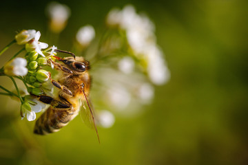 Bee on a white flower collecting pollen and gathering nectar to produce honey in the hive