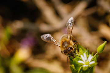 Bee on a white flower collecting pollen and gathering nectar to produce honey in the hive