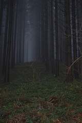Dunkler Wald im Nebel