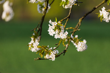 Kirschbaumblüte