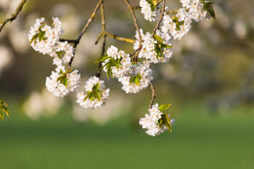 Kirschbaumblüte