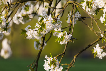 Kirschbaumblüte