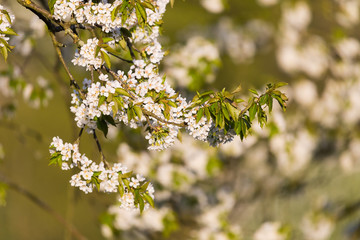 Kirschbaumblüte