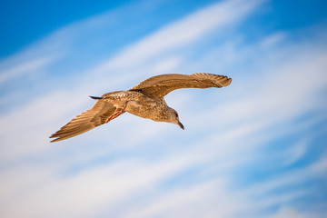 herring gull, young bird flying in a blue sky