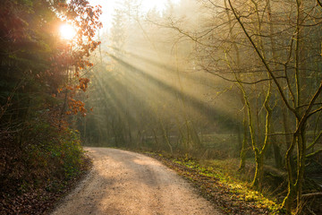 sun rays in a forest