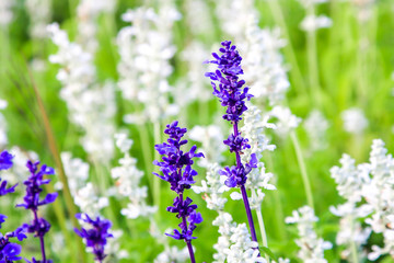 Field of beautiful lavender flower at Chiang Rai in Thailand
