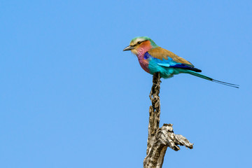 Obraz premium Lilac-breasted roller (Coracias caudatus). South Africa