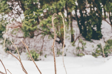 The leaves and stems of old grass covered with a small layer of snow