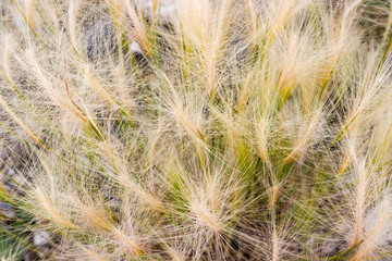Fluffy spikes of feather grass or needle or spear grass. Delicate summer natural background