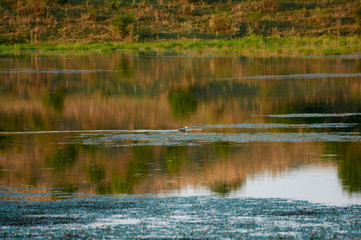 Brood Great Crested Grebe - on a lake on a steppe pond. Summer morning view landscape. Vinnitsa region Ukraine.
